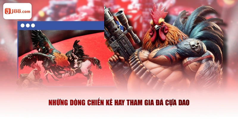 Những dòng chiến kê hay tham gia đá cựa dao